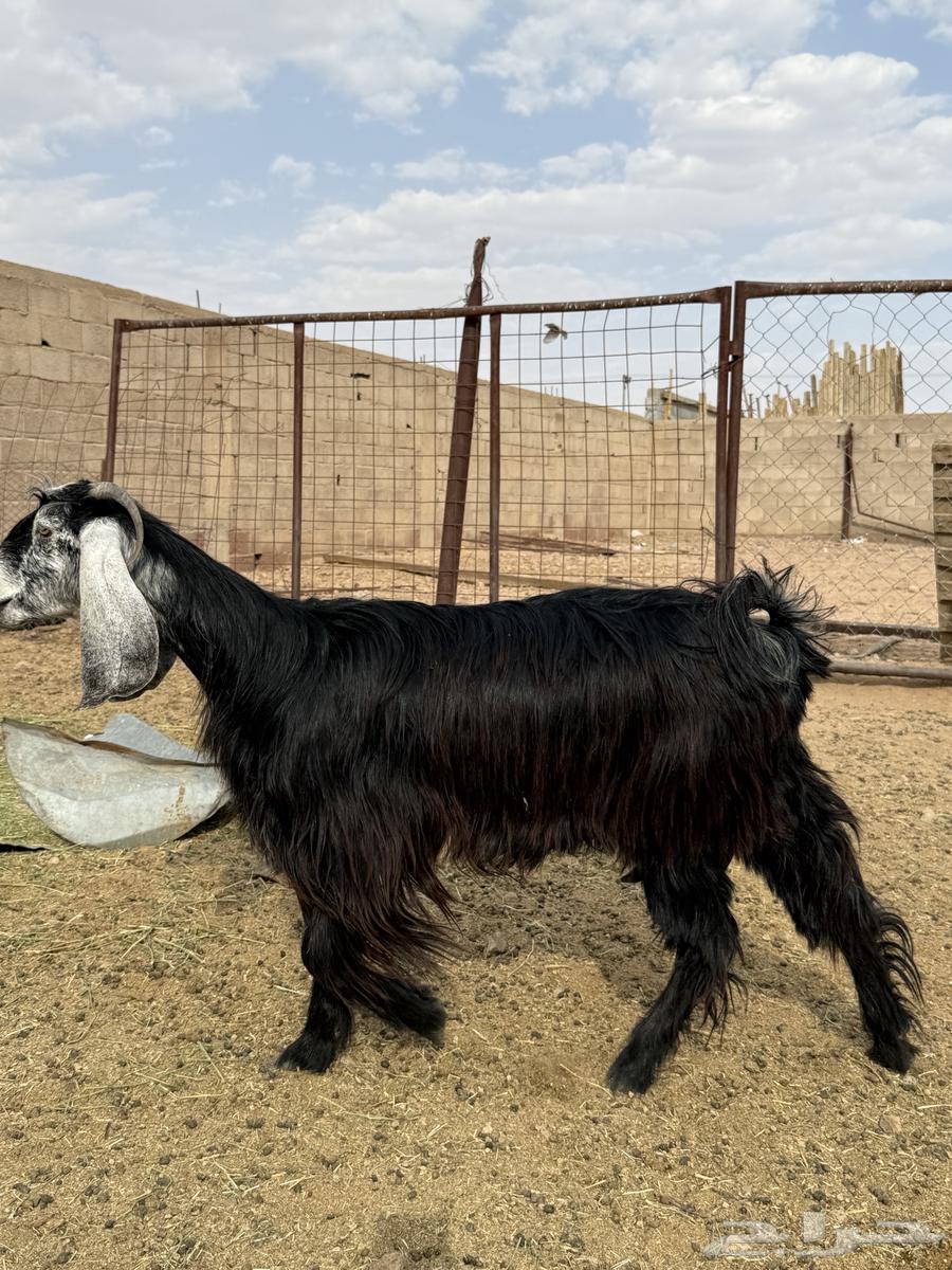 للبيع جذعه حليب طيبه64468426161155112