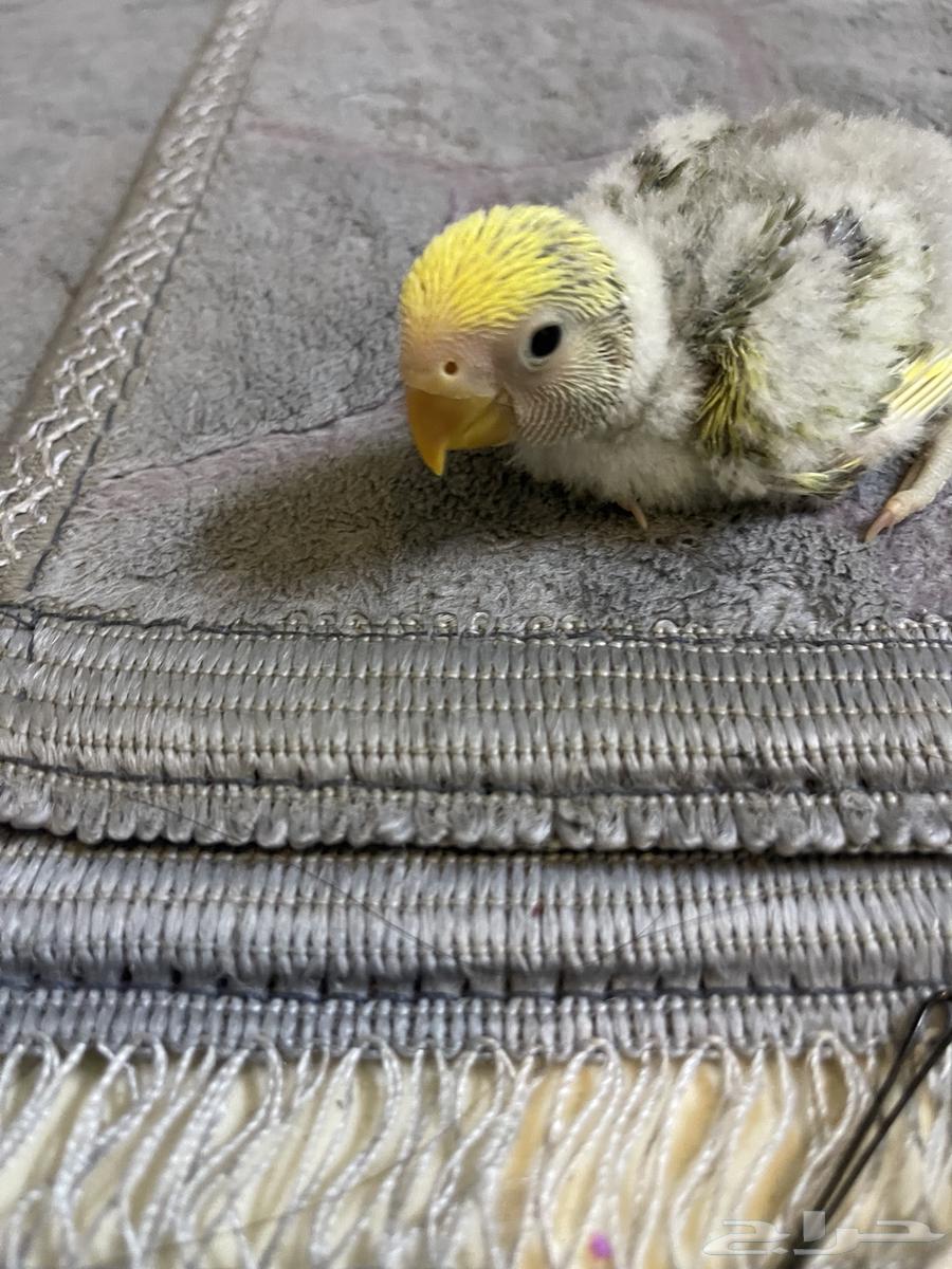 فرخ روز للبيع تم البيع64469264325761110