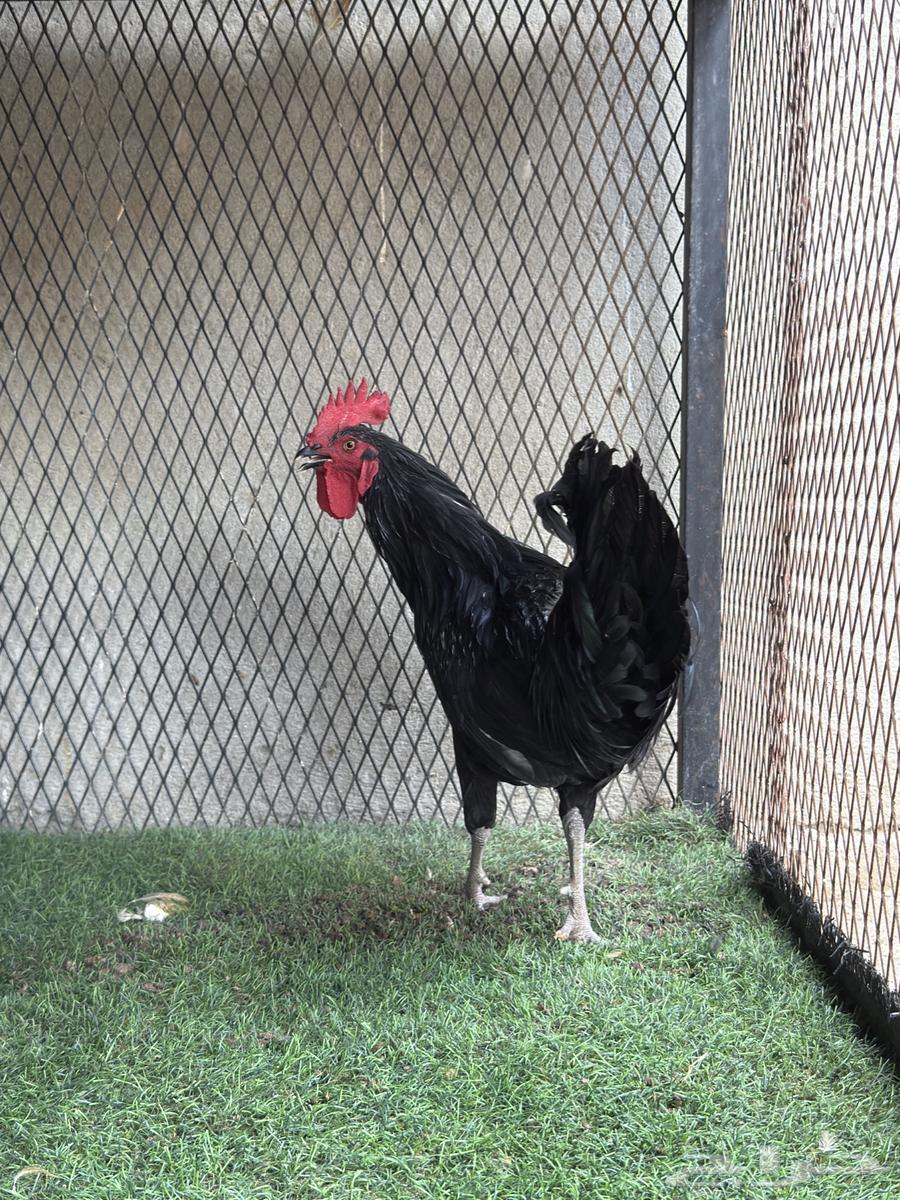 ديك تركي ( أسود ) صك64468482303745110