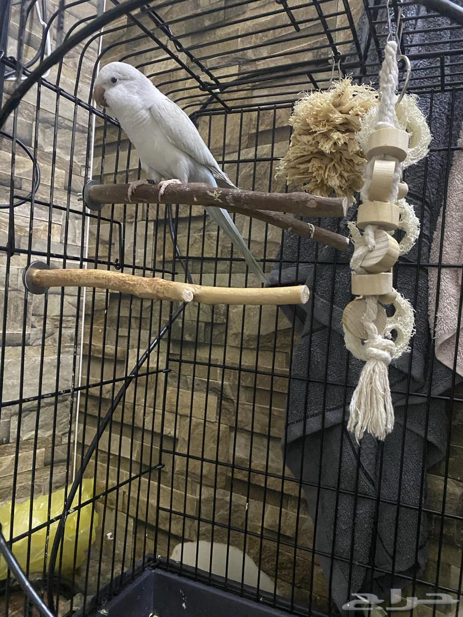 كويكر ذكر معاه شهادة دايلوت متكلم اليف وهدد نظافة ماشالله64466516445186111