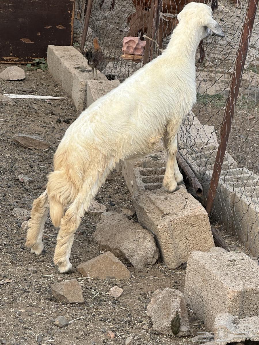 Rakhl64469071329411114