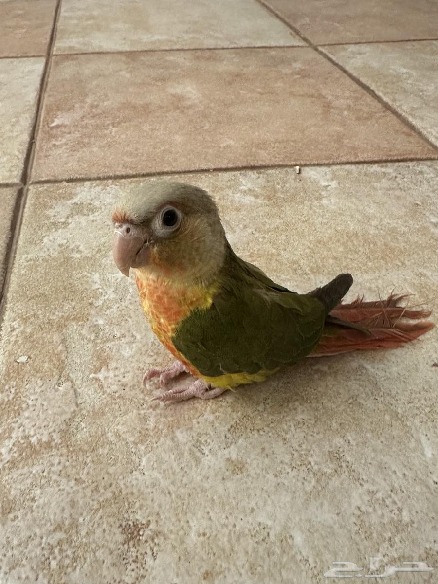 Pineapple's corner64469767289217110