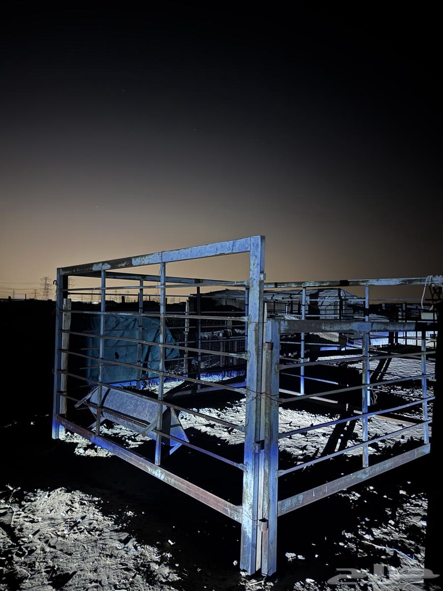 شبك سابقا كان حق حصان64467158098689112