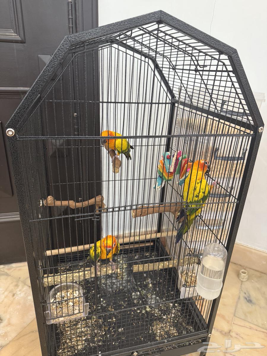 3 Male Sun Conures, One and a Half Years Old, Hand-Feeding with Certificates64467059544963112