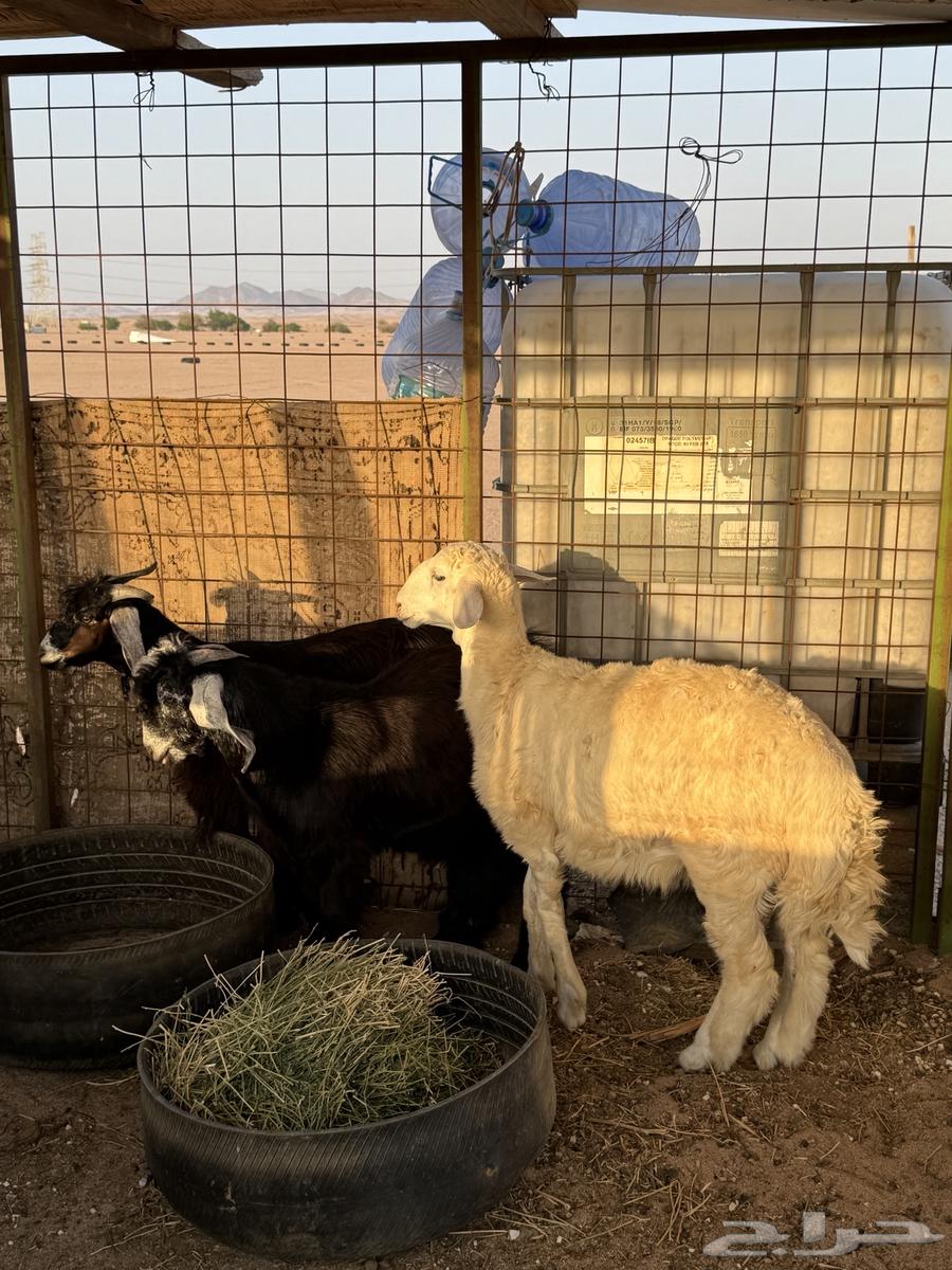 Two refrigerator racks and painting64466628684162110