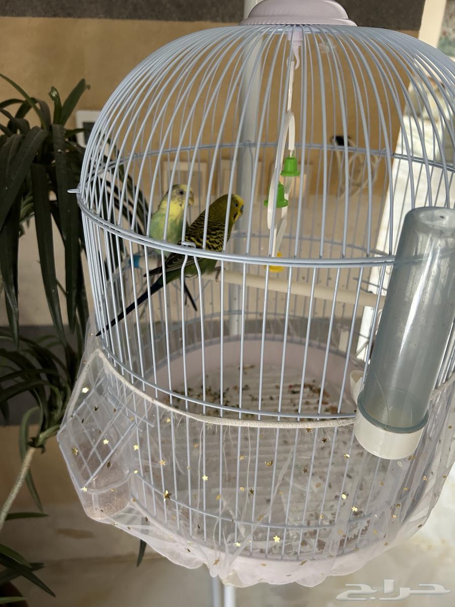 عدد 2 عصفور بدجي مع قفص مع ستاند64467704682242112
