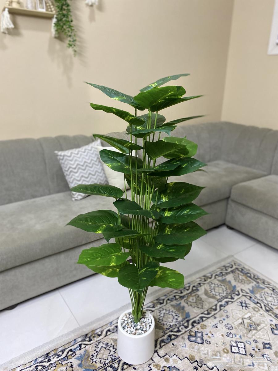 A new tree64468893189762111