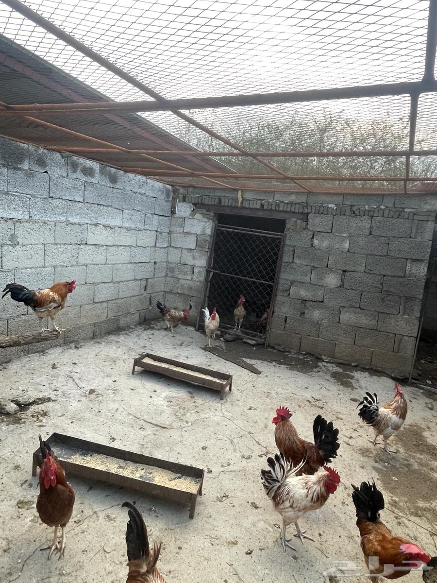 السلام عليكم.. ديوك بلدي 25 ديك64469362563842113