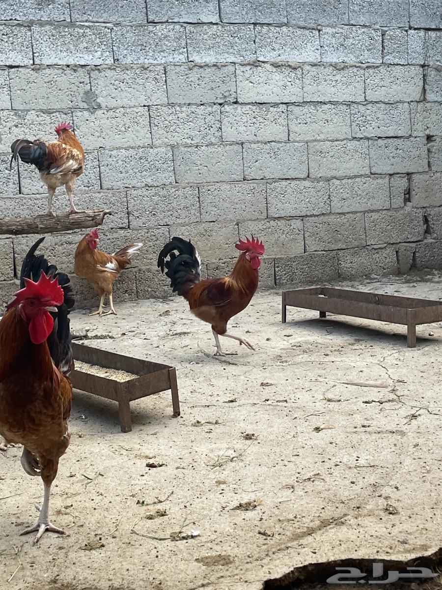 السلام عليكم.. ديوك بلدي 25 ديك64469362563842112