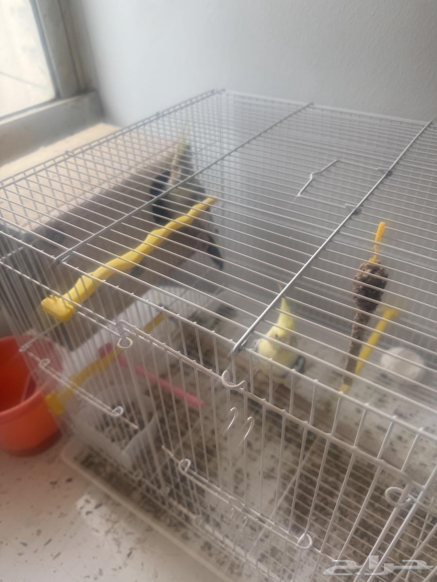 للبيع طيور كروان جوز64465968682113111