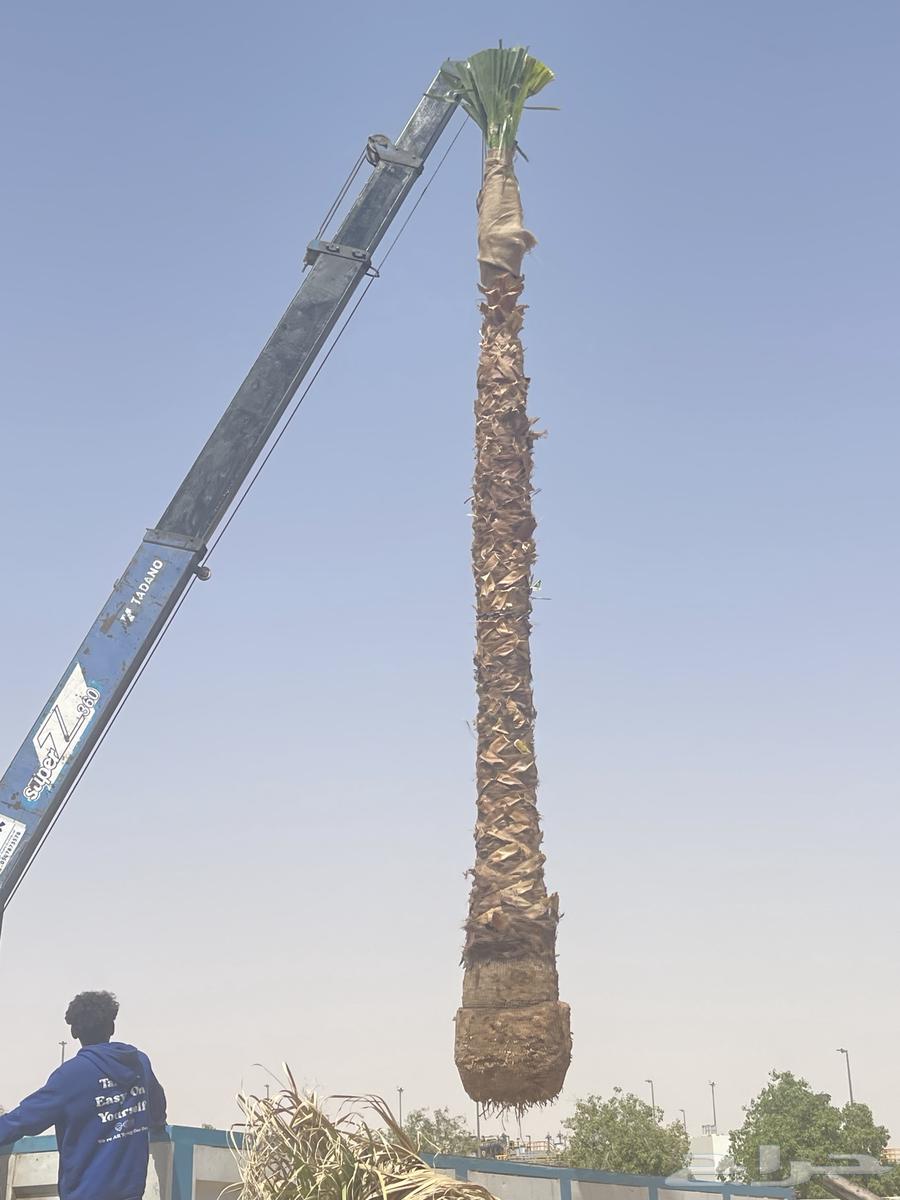 تكريب وتنظيف وزراعه جميع انواع النخيل العربي والواشنطونيا64145699247747112