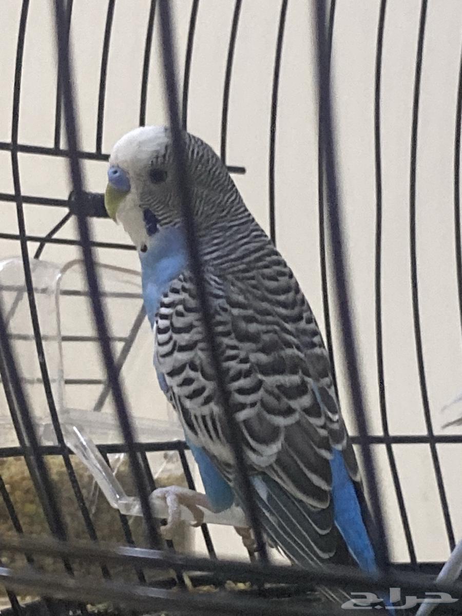 طيور العدد 2 للبيع مع القفص (ذكور كل الاثنين)64467996417921112