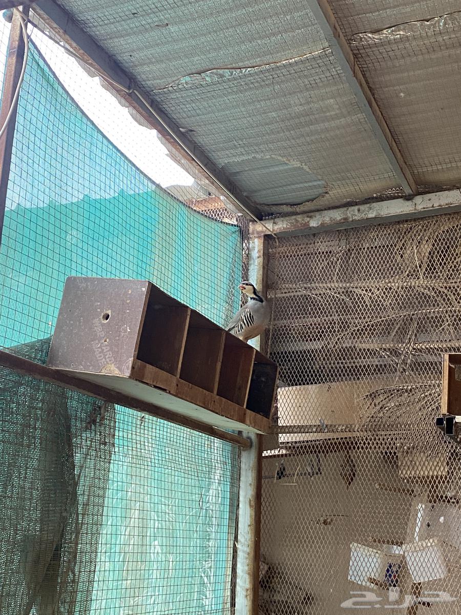 للبيع عشة حجل شنير سوري64465912882691113