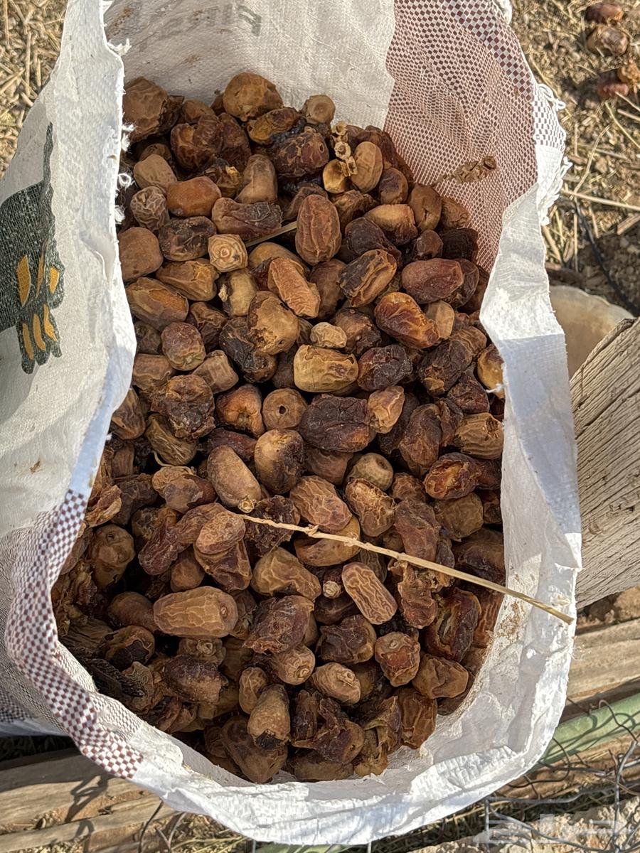 For sale new fodder dates64465871248385112