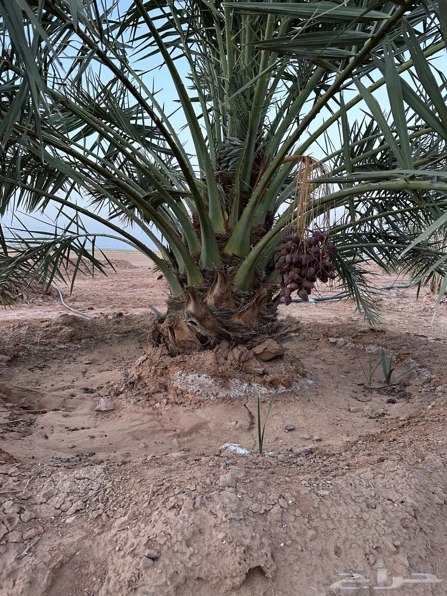 نخل نوايع للبيع64469236786945114