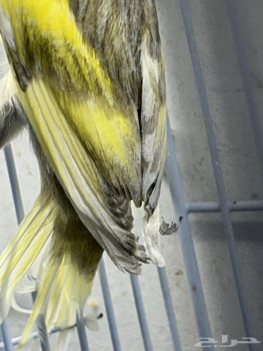 Singing Canary64470168722433111