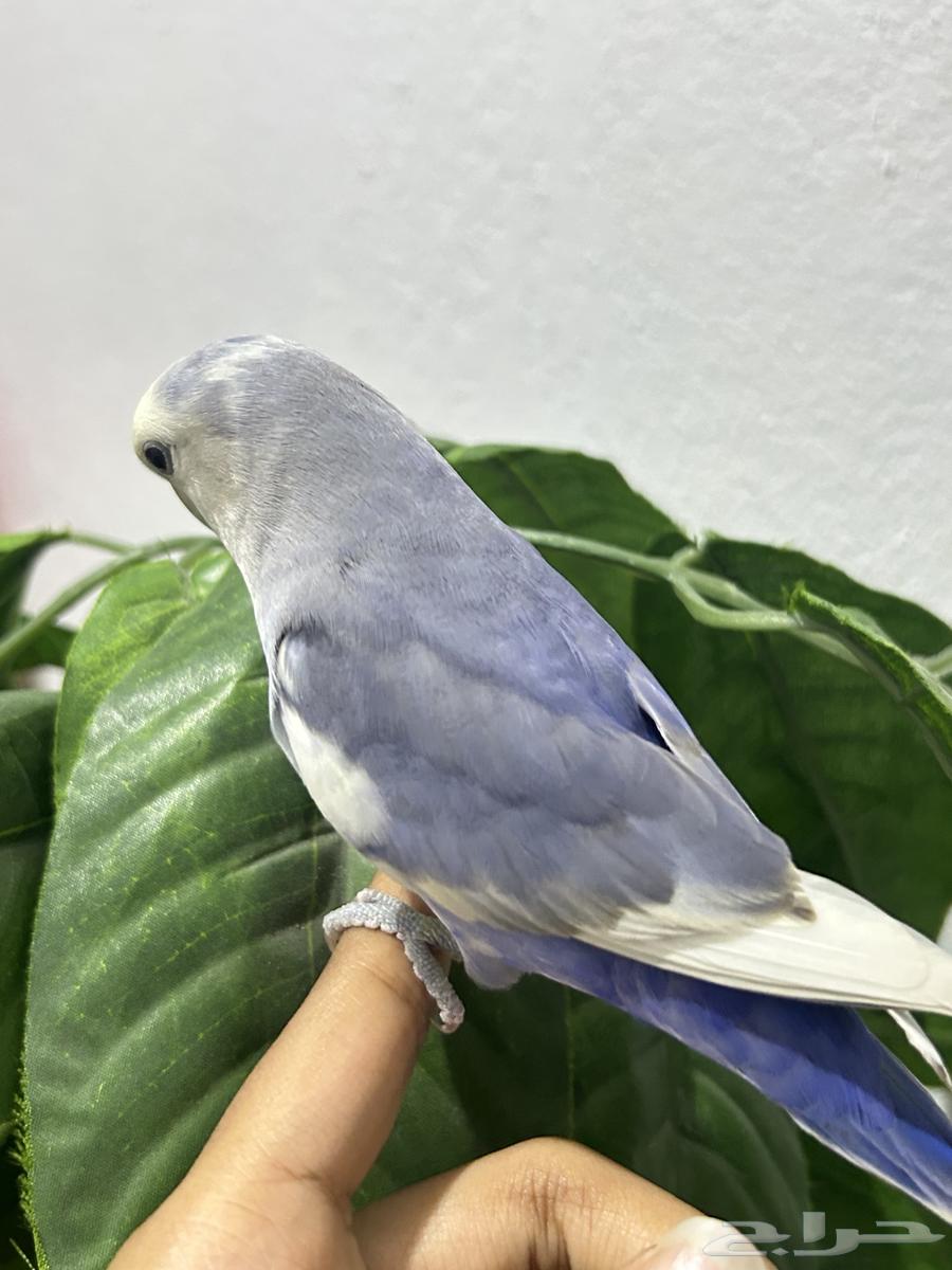 طير روز للبيع64465268629634110