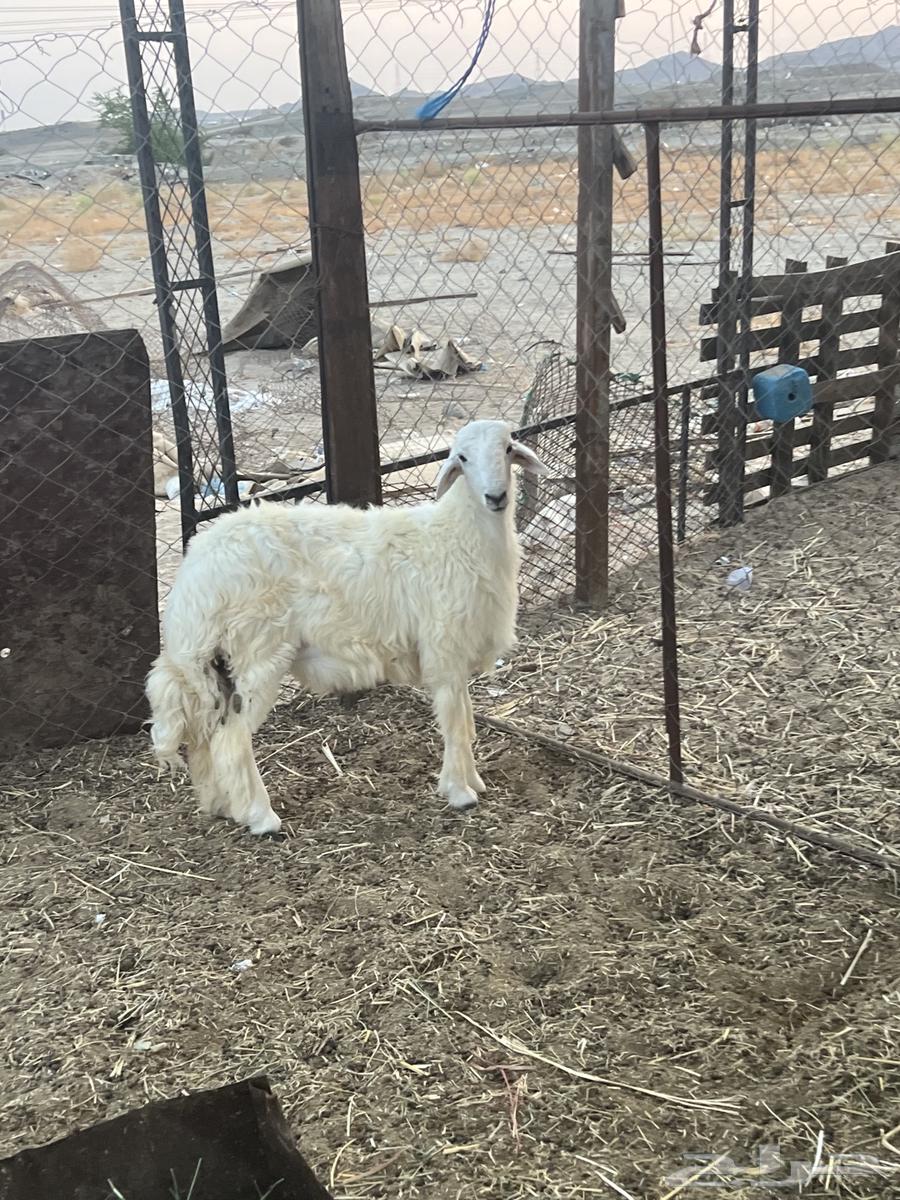 Taly Huri (Sold)64465479569666110