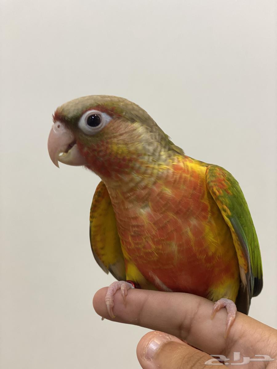 Canary Bird Factor Alif and Threat64470443618305111