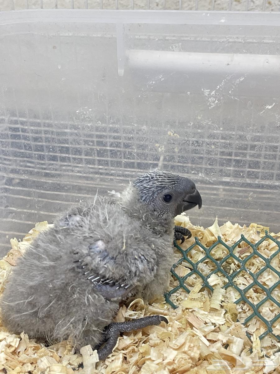 فروخ لوري دسكي مباع64469057720706111