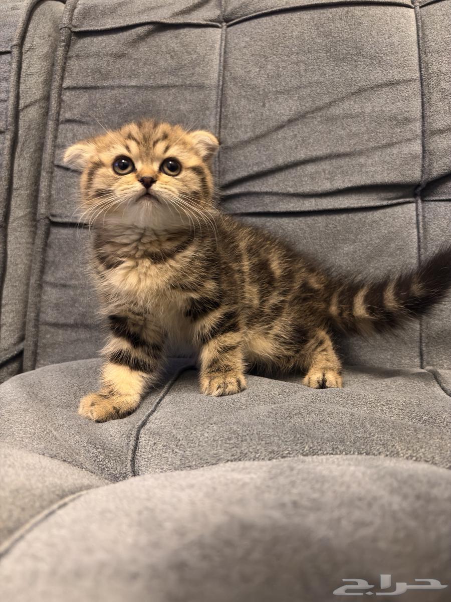 قطط سكوتش فولد للبيع64469962486787111