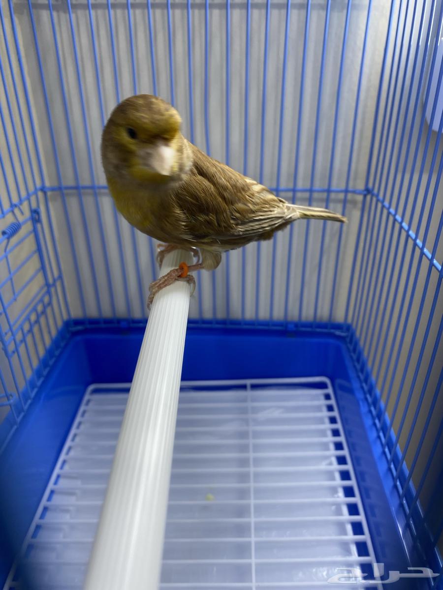 ذكر كناري براون مغرد وجاهز ( تم البيع )64469320838530111