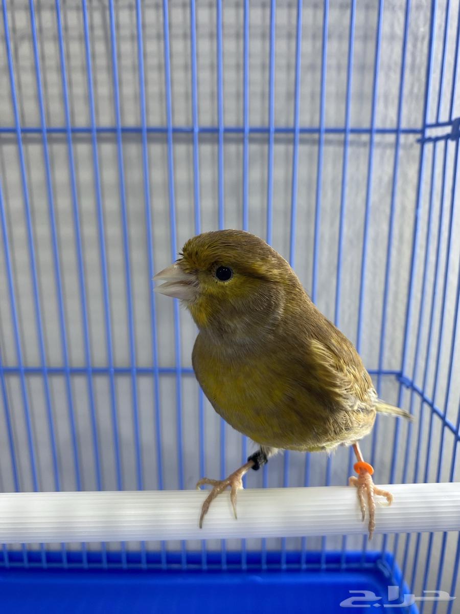 ذكر كناري براون مغرد وجاهز ( تم البيع )64469320838530114