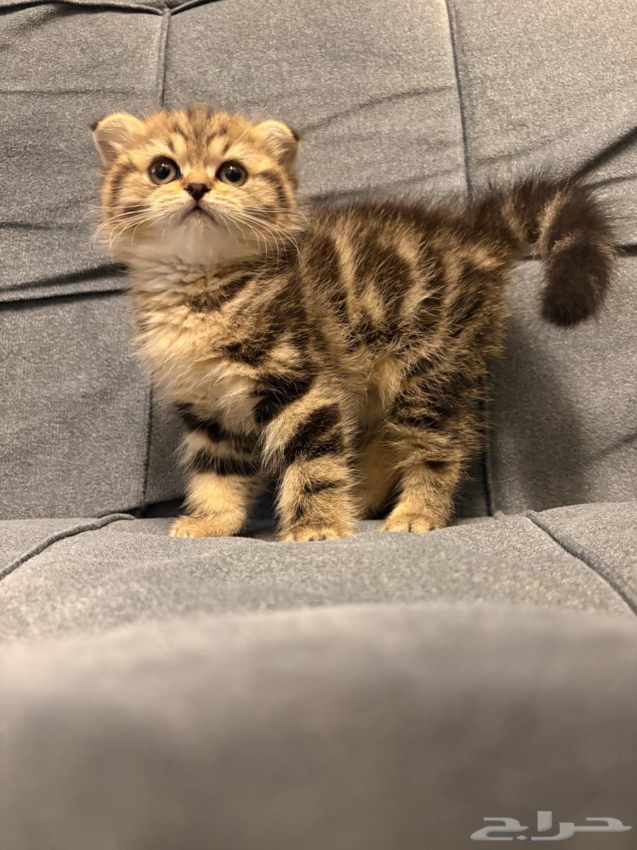 قطط سكوتش فولد للبيع64469962486787114