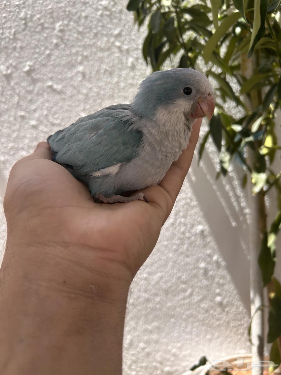 للبيع فرخ كويكير رهاب غر و بدايه هدد64468691719811113