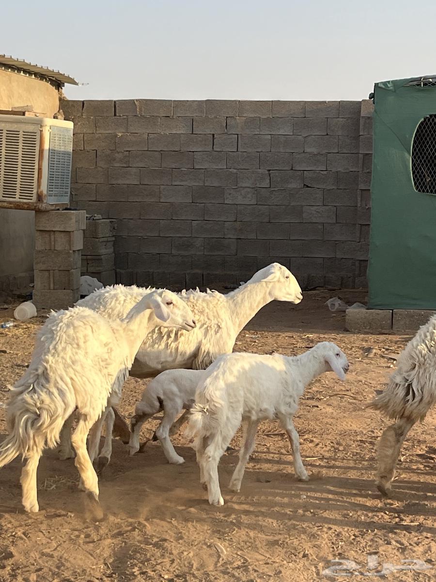 للبيع حريات ثنوات والد64465968690818112