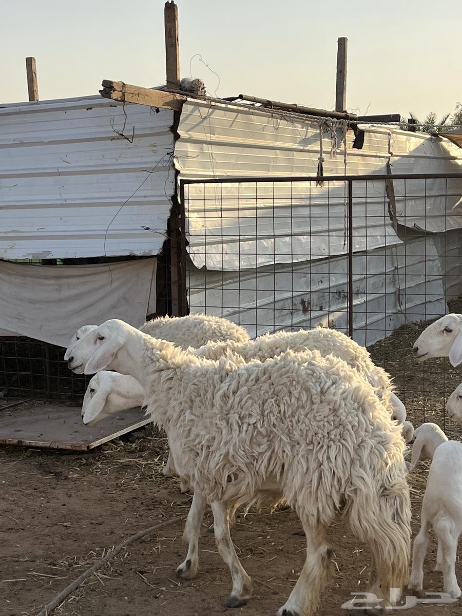 للبيع حريات ثنوات والد64465968690818111