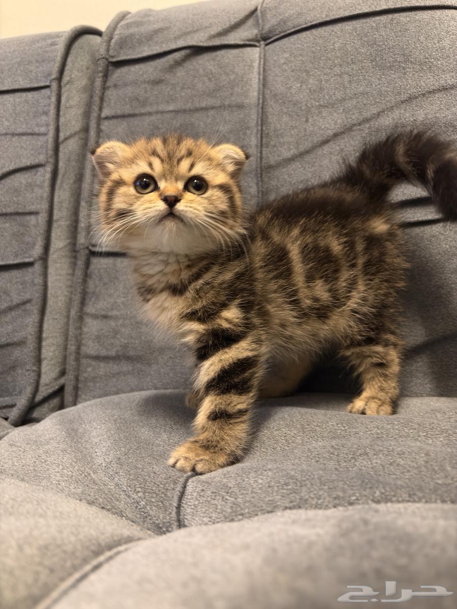 قطط سكوتش فولد للبيع64469962486787110