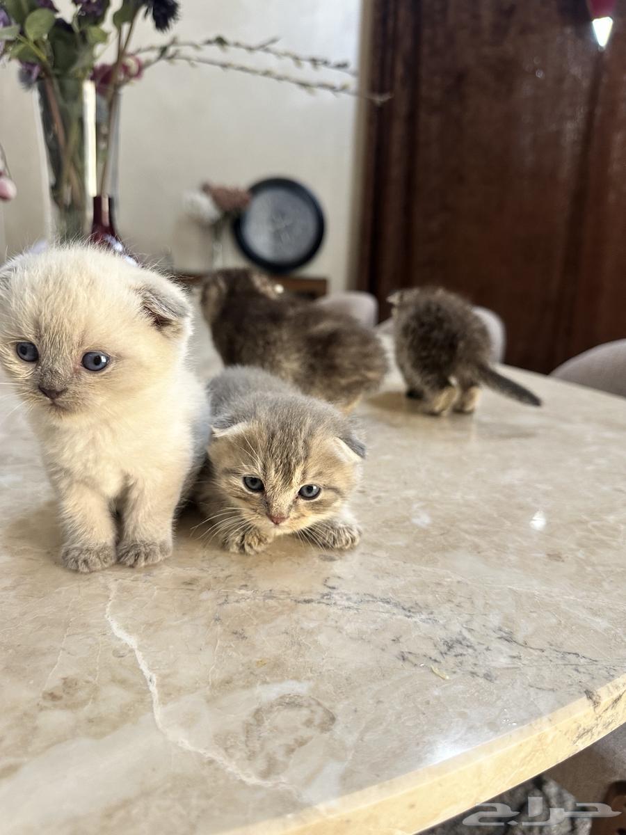 قطط سكوتش فولد للبيع64471075154818110