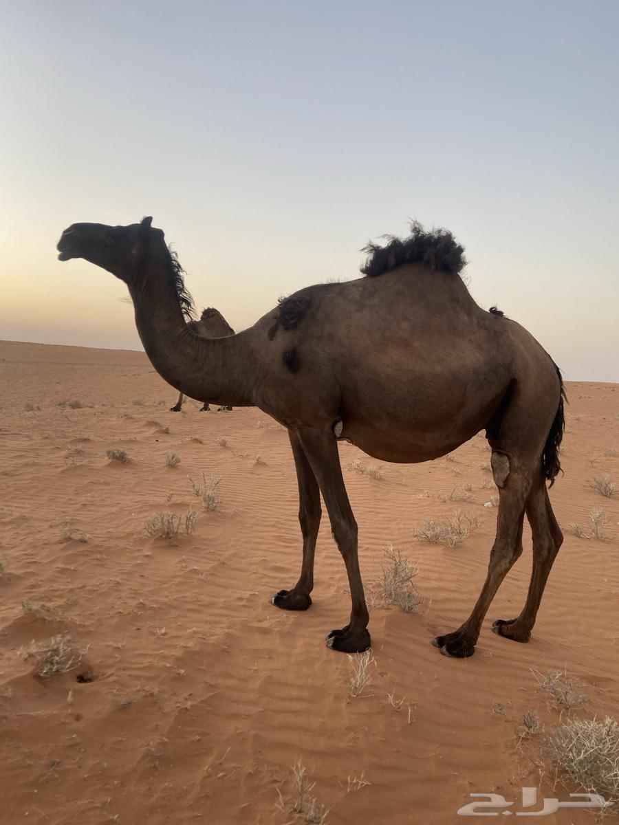 ناقه البيع ام ثاني لحقه الموقع مشذوبه64466919376130110