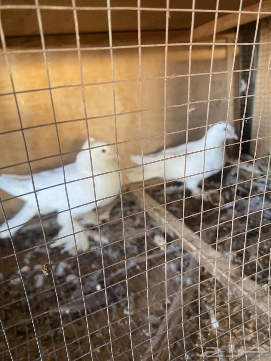 Luxurious Turkish bath, excellent health, and the husband is productive64470539159425110