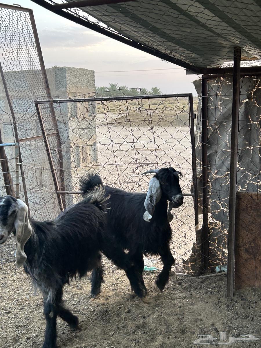 للبيع جفرات طيبه64469515932291112