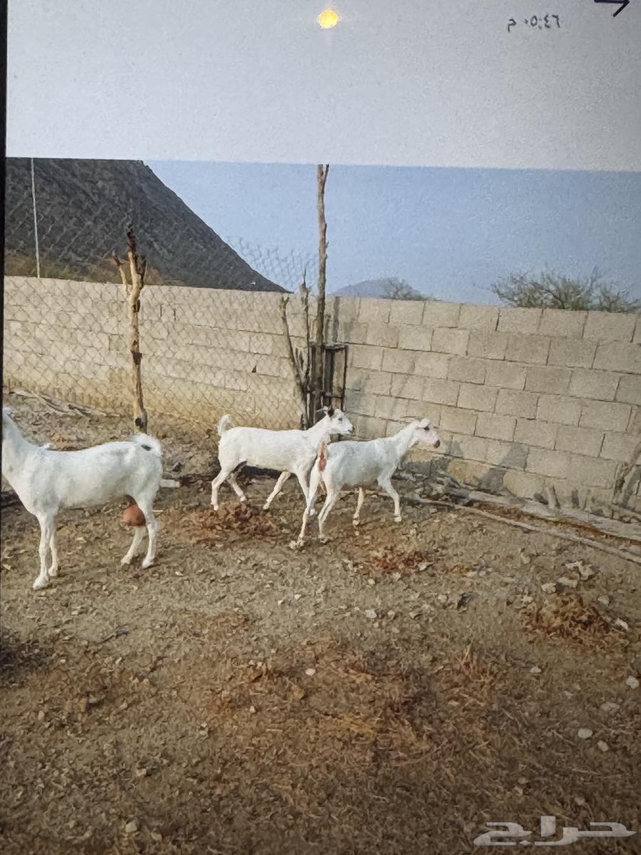 معزا بيشيات للبيع64471471382275111