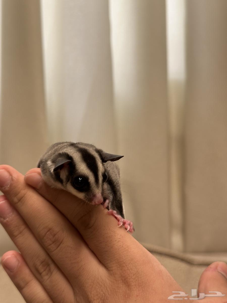 سنجاب طاير اليف للبيع(((تم البيع)))64468426151299112