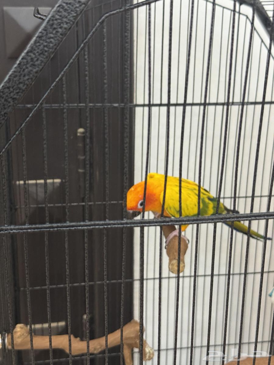 3 Male Sun Conures, One and a Half Years Old, Hand-Feeding with Certificates64467059544963113