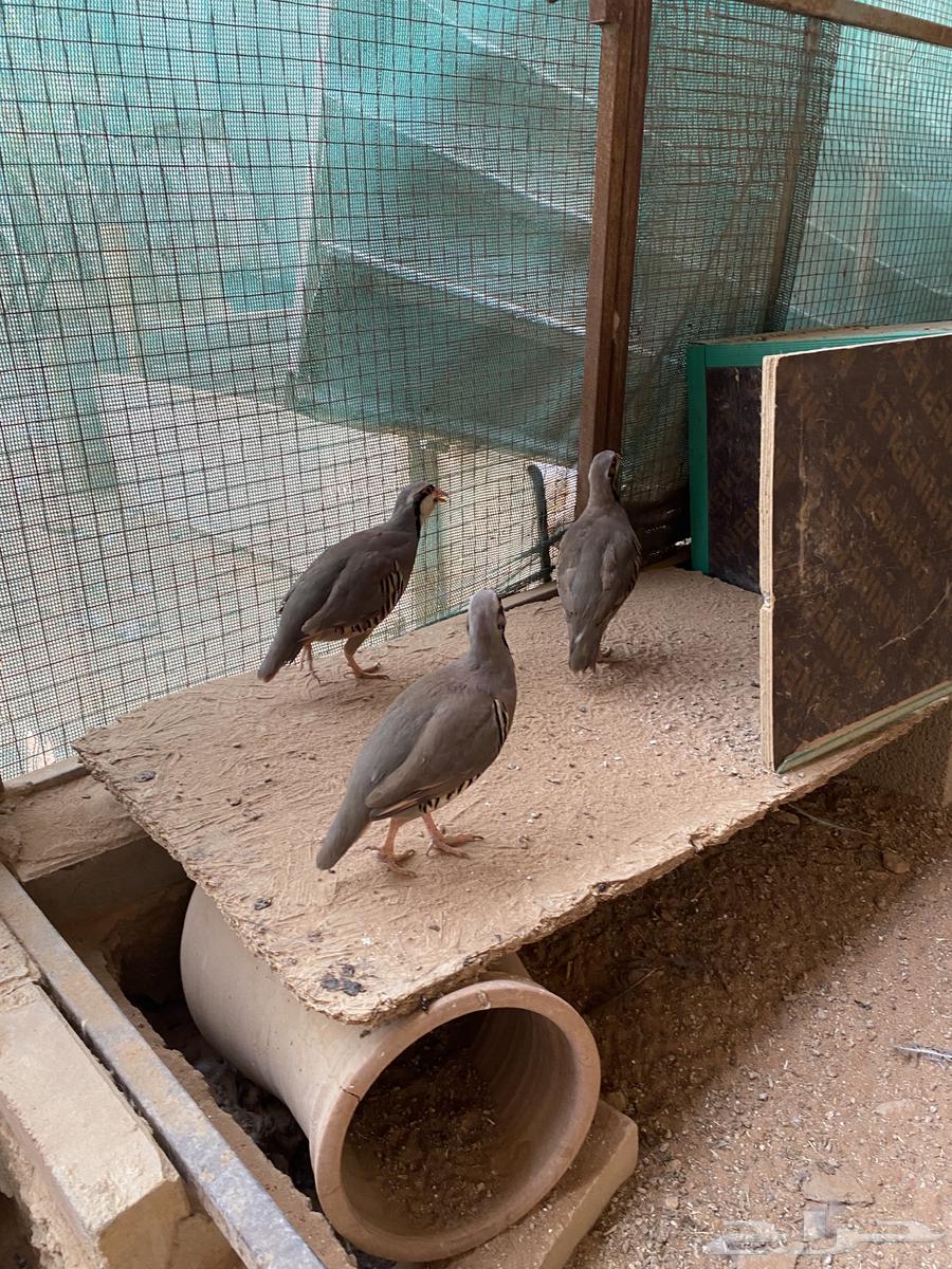 للبيع عشة حجل شنير سوري64465912882691114