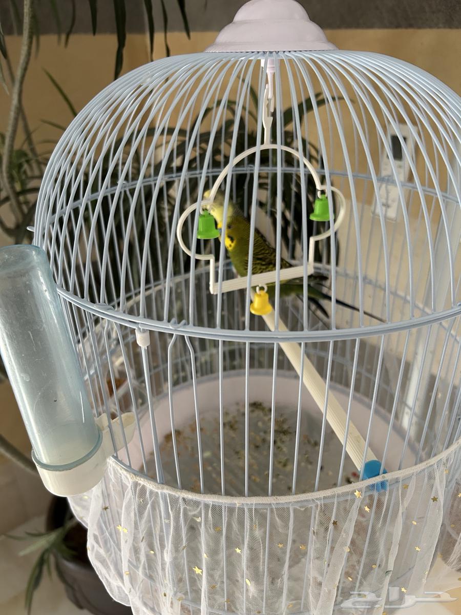 عدد 2 عصفور بدجي مع قفص مع ستاند64467704682242111