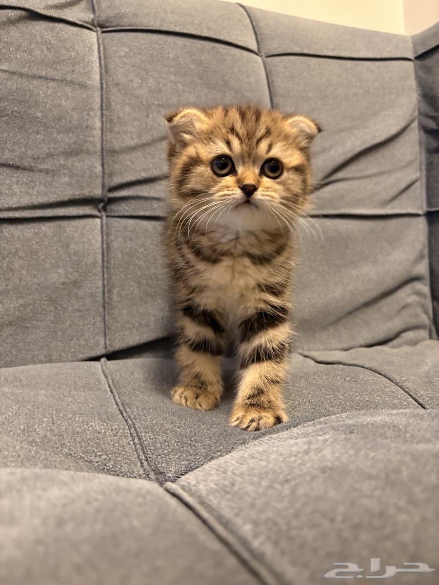 قطط سكوتش فولد للبيع64469962486787113