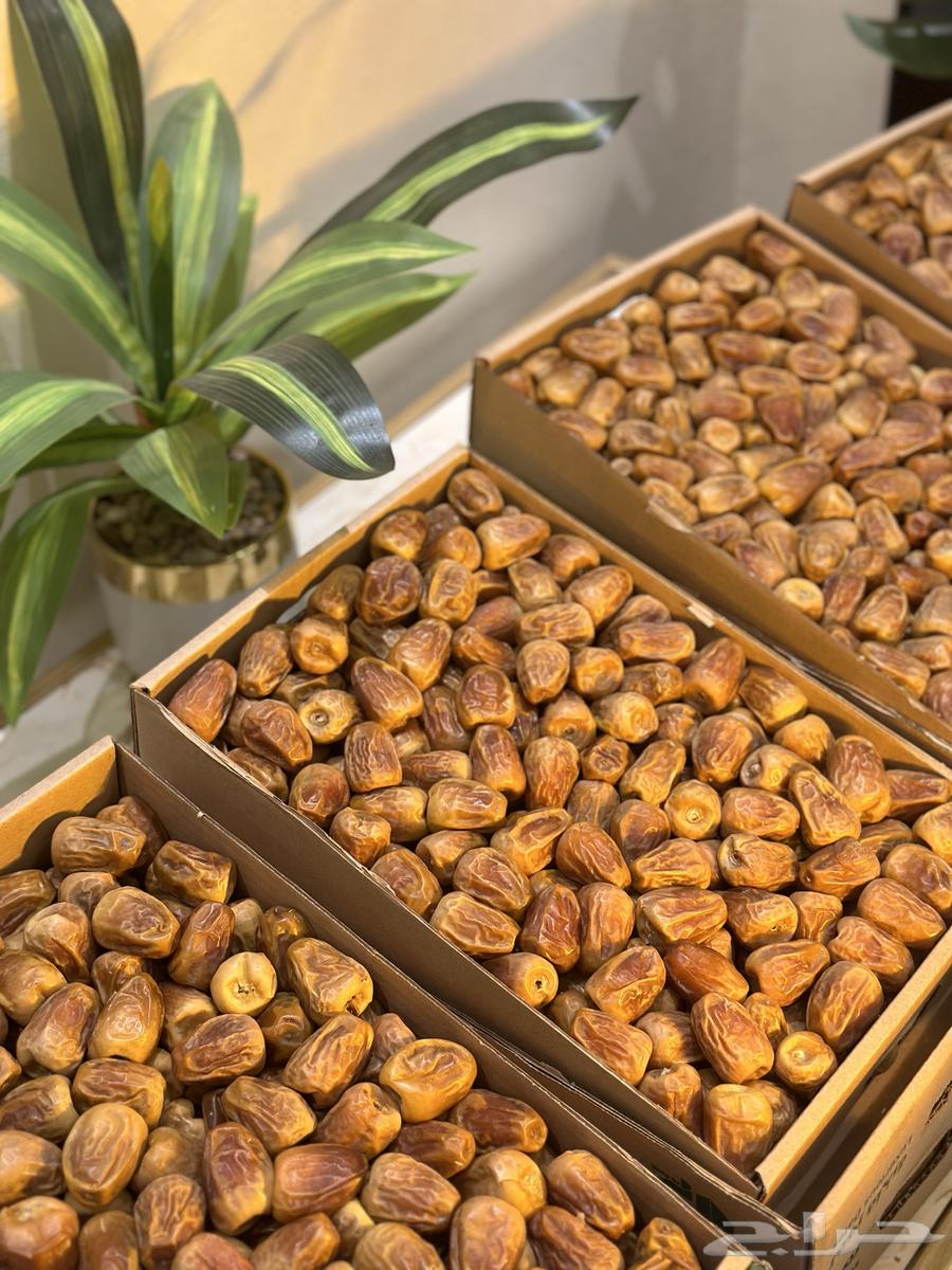 Al-Qassim Royal Sukkari Dates, Directly Harvested from the Farm64468754136833112