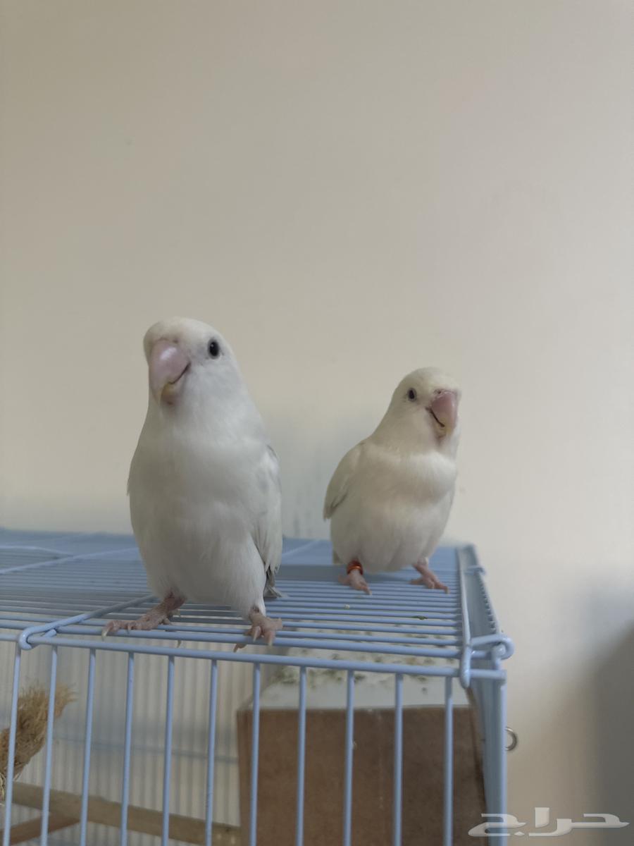 زوج روز64468287824899111