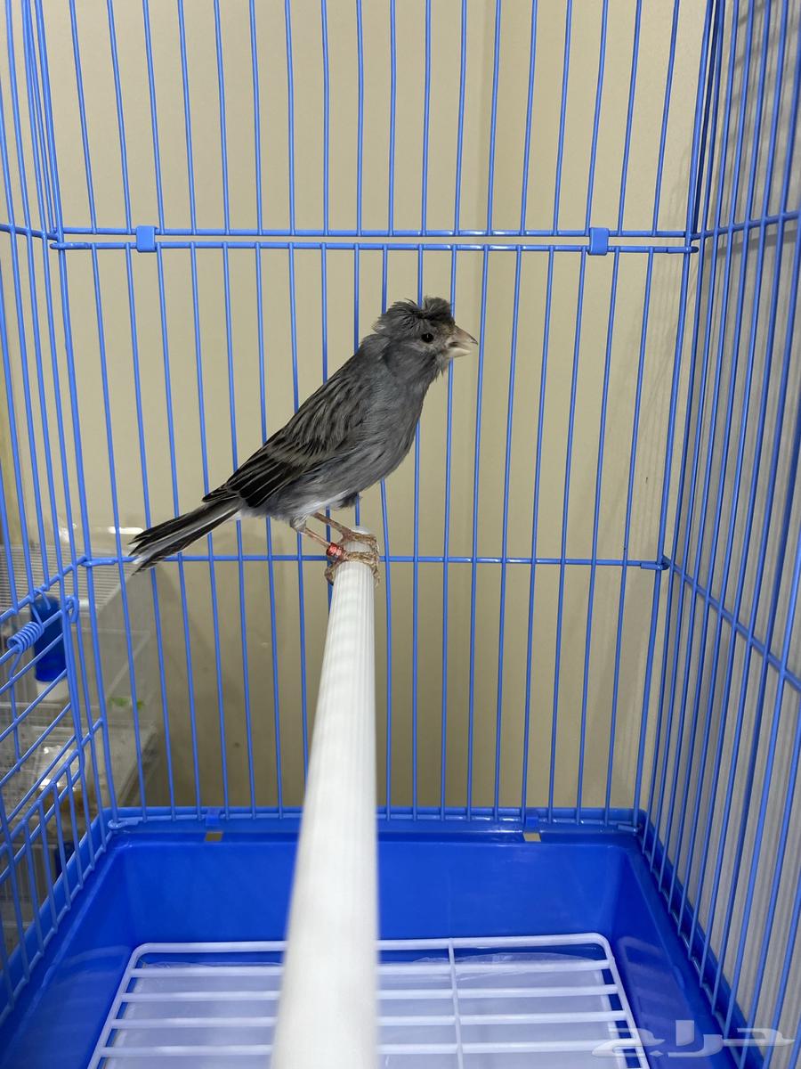 ذكر كناري سوري مغرد وجاهز ( تم البيع )64466362447107114