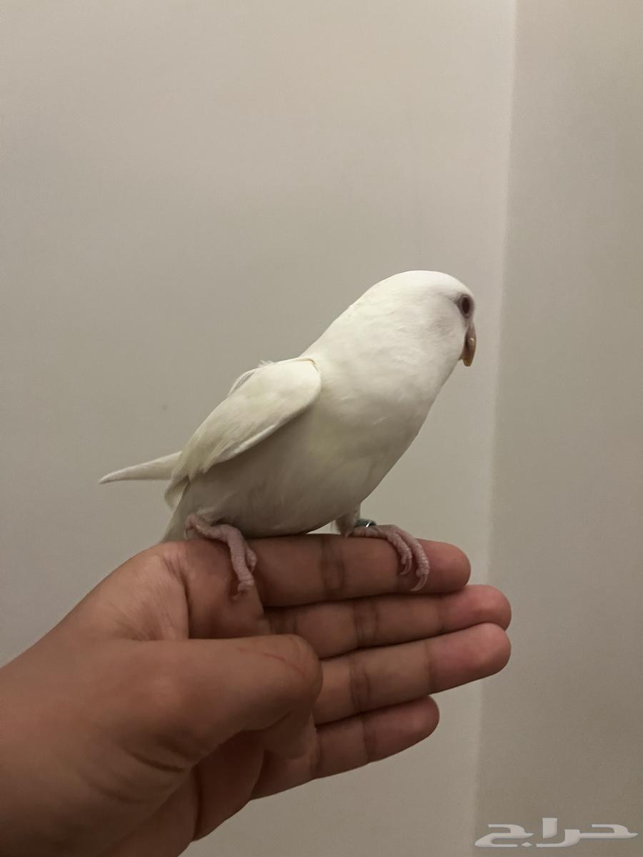 طير روز هدد خارجي داخلي نشبه64469432030849113