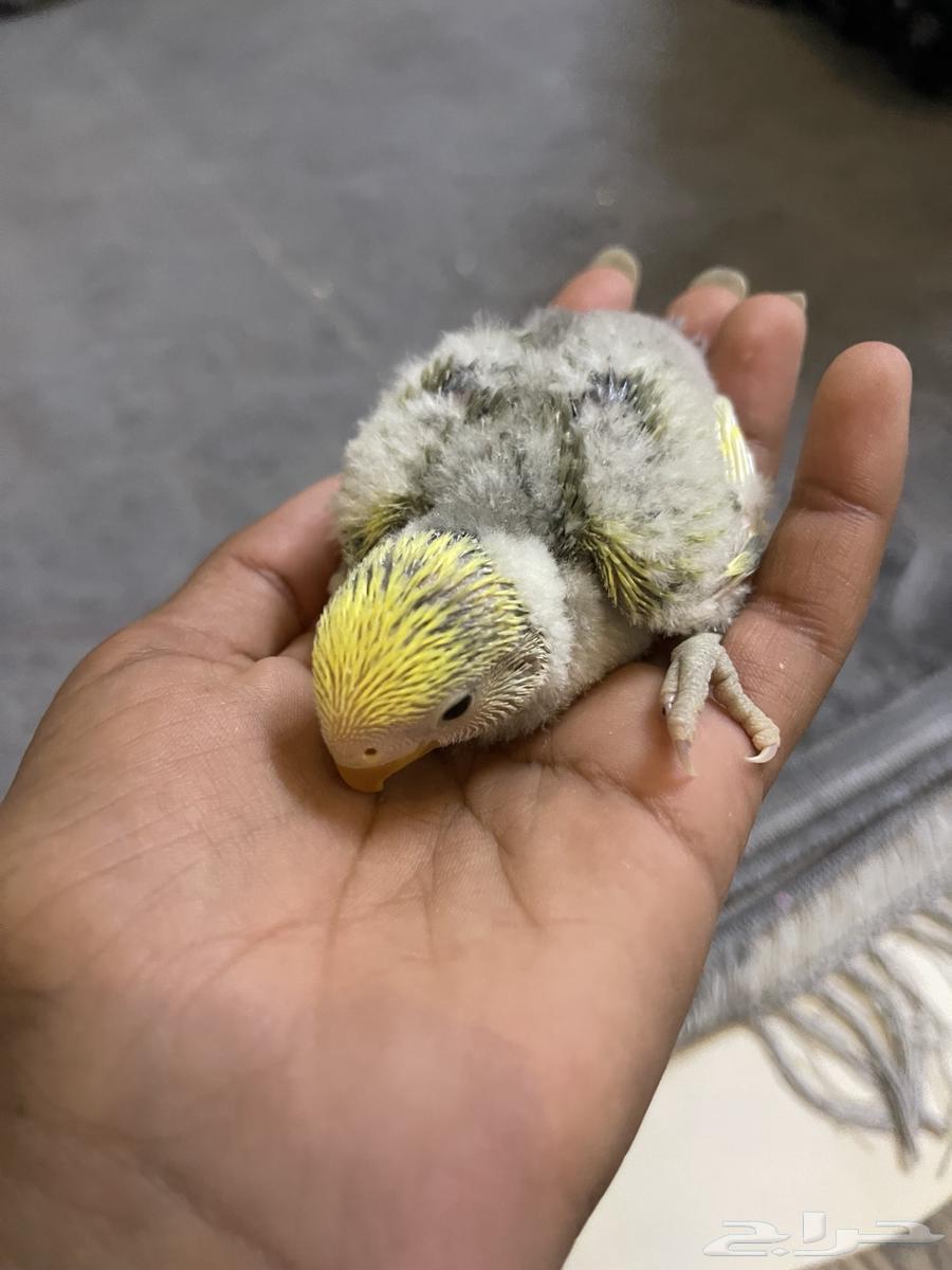 فرخ روز للبيع تم البيع64469264325761112