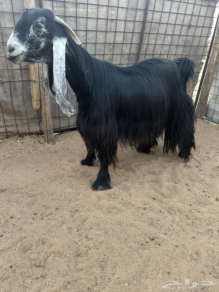 للبيع عنزين عوارض دفيع64469990199937110