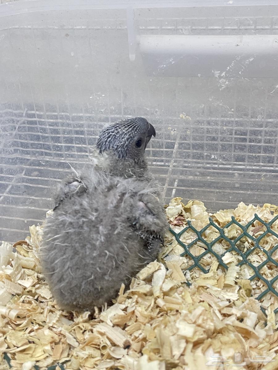 فروخ لوري دسكي مباع64469057720706110