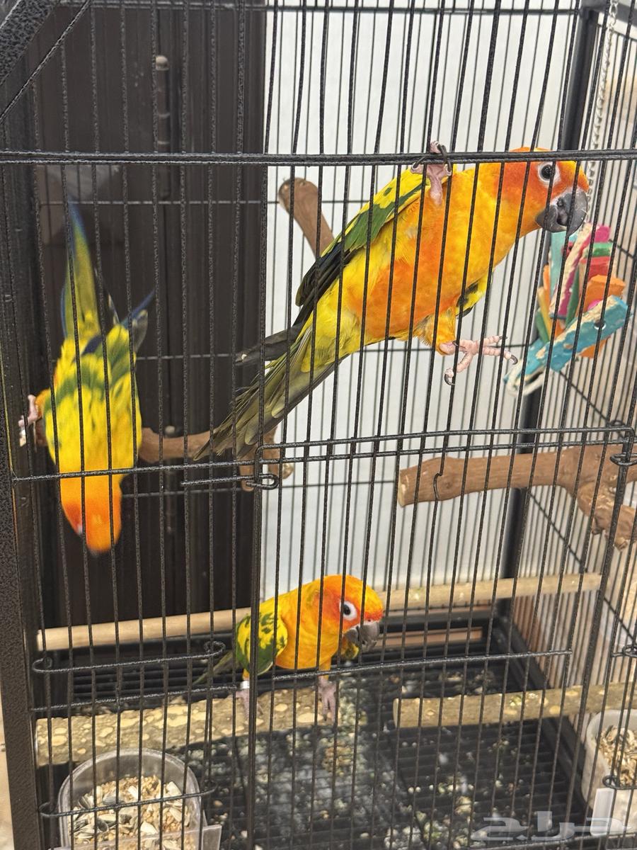 3 Male Sun Conures, One and a Half Years Old, Hand-Feeding with Certificates64467059544963111